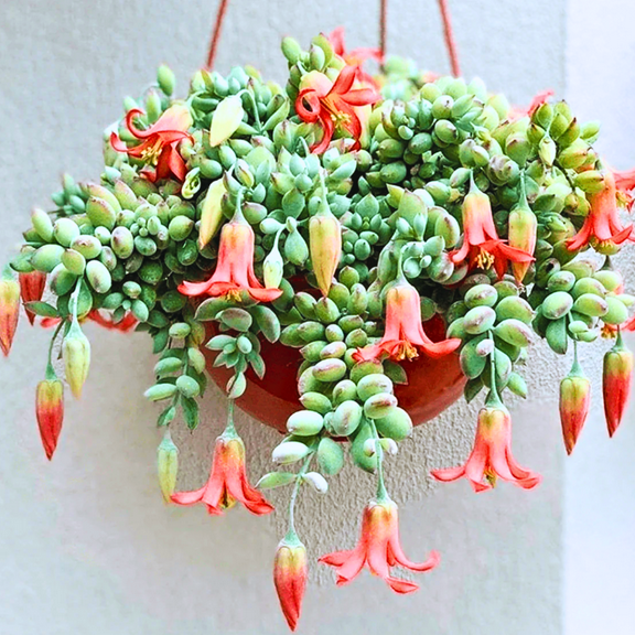 Cotyledon Pendens Succulent Live Plant, Trailing Succulent Houseplant Plant Live, In 4 Inch Pot