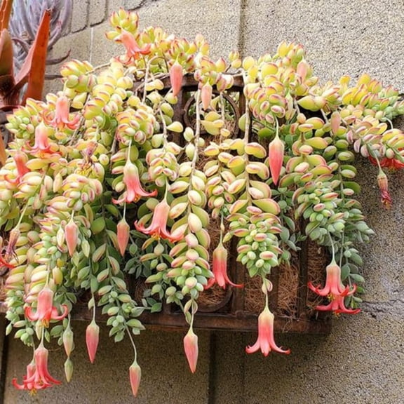 Cotyledon Pendens Succulent Plant 4 Inch Pot, Trailing Succulent Houseplant