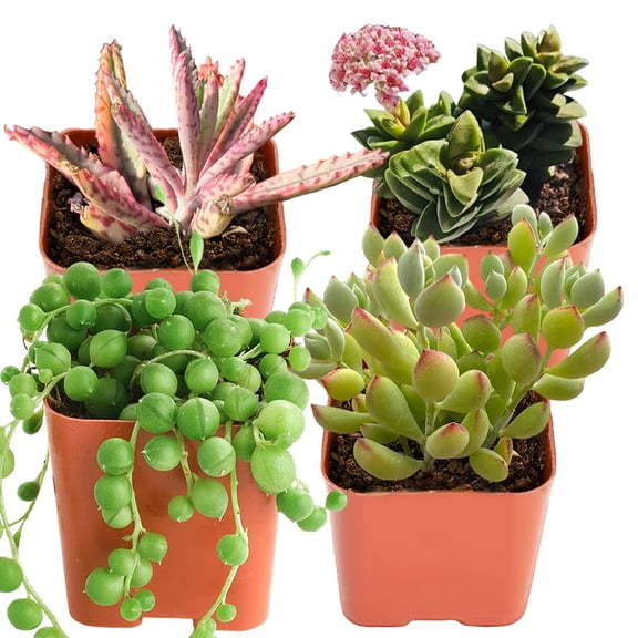 Cotyledon Pendens Succulents Hanging Plant in 2" Pot 4pcs- String of Pearls Crassula and Butterfly Kalanchoe Succulent Houseplant for Indoor Outdoor