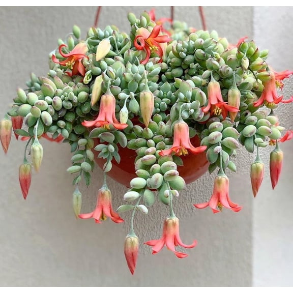 Cotyledon pendens Live Plant in 6" Pot - Cliff Hanger Trailing Succulent, Rare Cascading Houseplant for Hanging Baskets