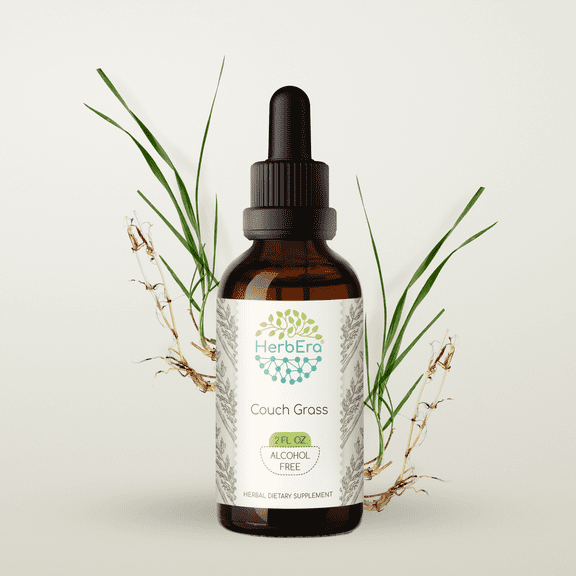HerbEra Couch Grass Tincture, Herbal Dietary Supplement for Urinary Health Support, Couch Grass (Elymus repens) Dried Root Extract, Natural, Alcohol-Free, Drops 2 oz