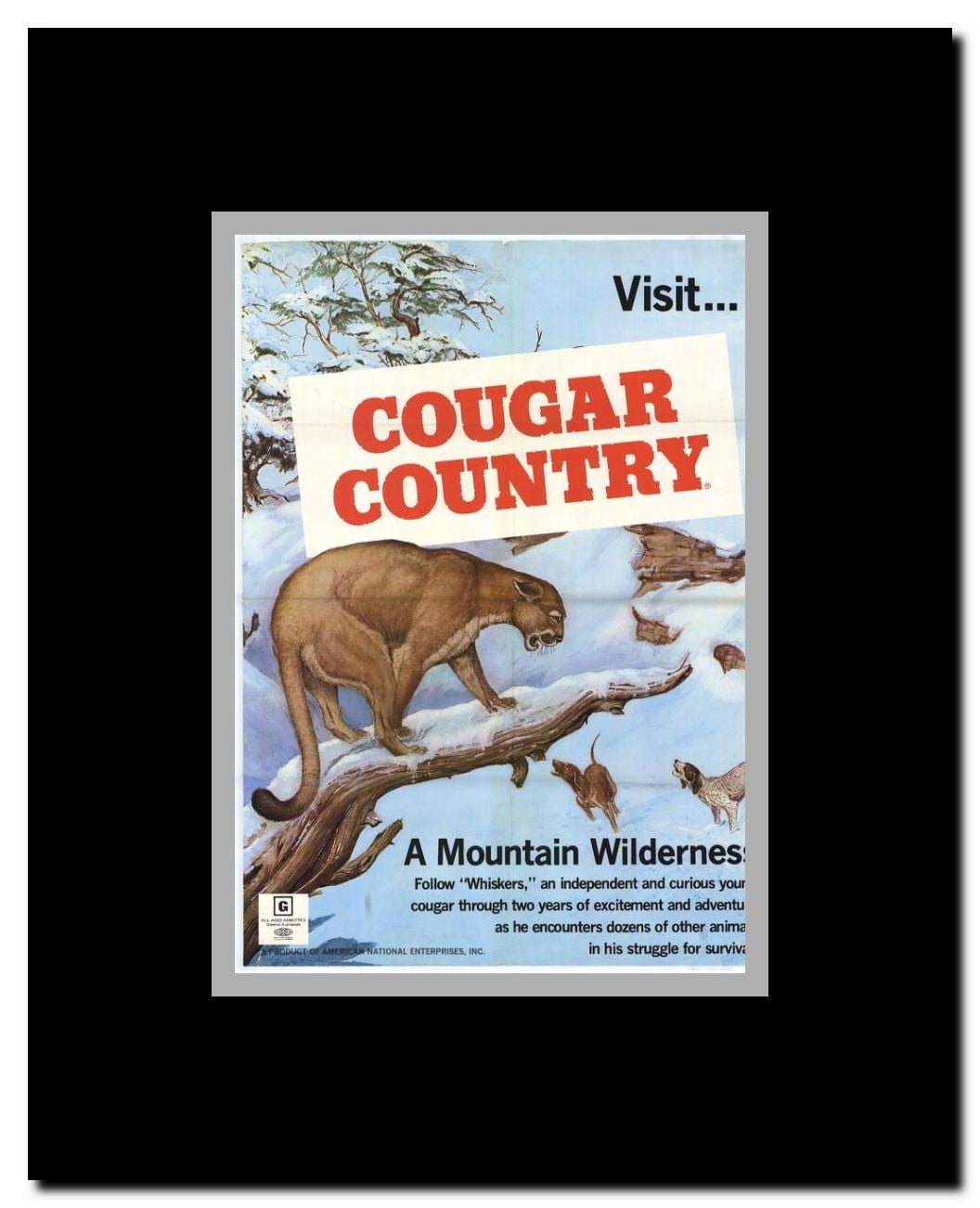 Cougar Country Framed Movie Poster