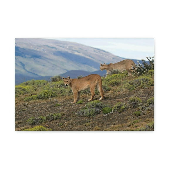 Cougar Couple Cougar Troop Print Animal Wall Art Wildlife Canvas Prints Wall Art Ready to Hang Unframed