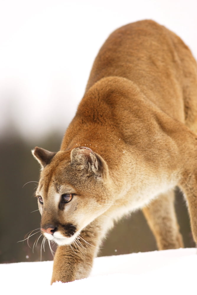 Cougar Hunting Canvas Art - Richard Wear Design Pics (11 x 17)