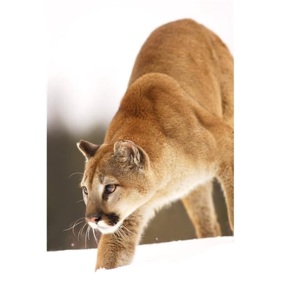 Cougar Hunting Poster Print