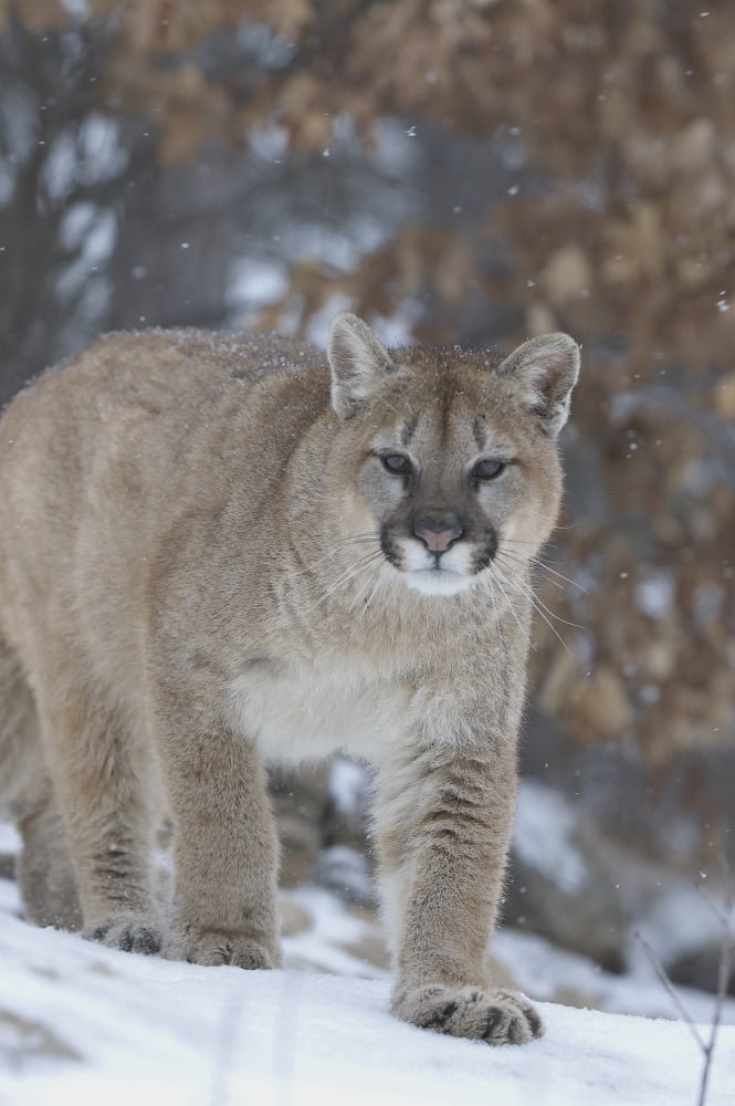 Cougar In Snowfall Canvas Art - John Pitcher Design Pics (11 x 17)