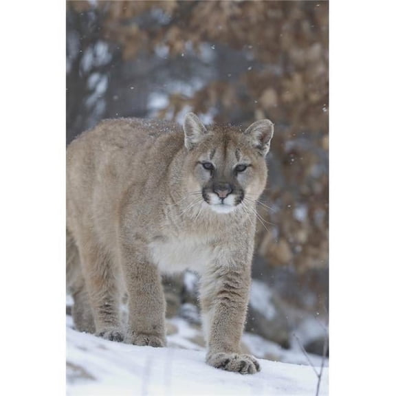 Cougar In Snowfall Poster Print
