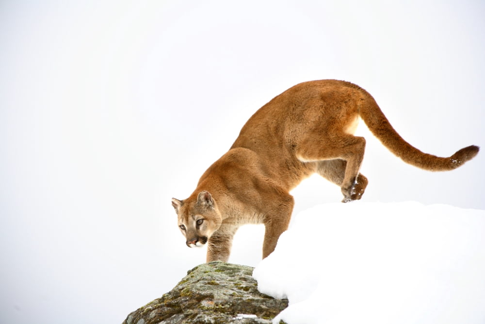Cougar On The Prowl Canvas Art - Richard Wear Design Pics (17 x 11)