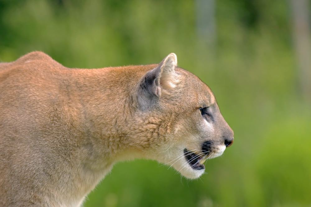 Cougar Profile Canvas Art - John Pitcher Design Pics (34 x 22)