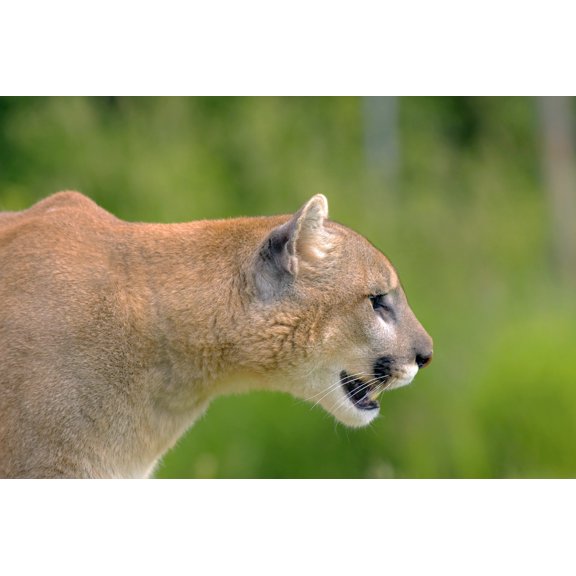Cougar Profile Canvas Art - John Pitcher Design Pics (34 x 22)