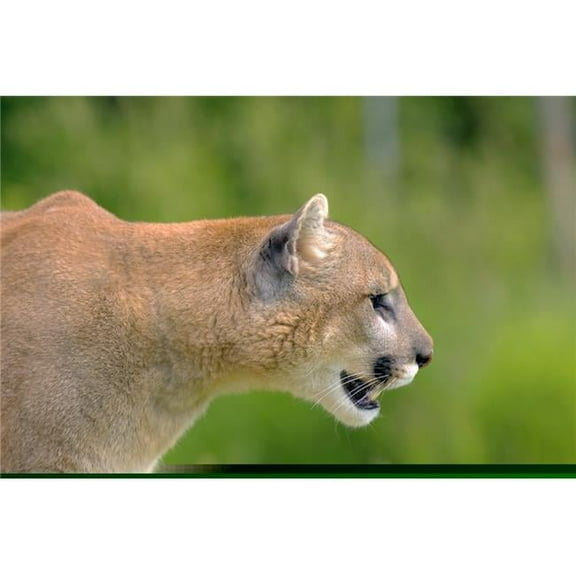 Cougar Profile Poster Print by John Pitcher, 34 x 22 - Large