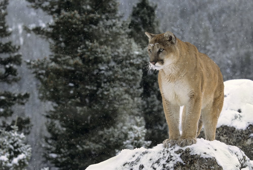 Cougar (Puma Concolor) In Winter Canvas Art - Rebecca Grambo Design Pics (34 x 22)