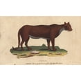 thumbnail image 1 of Cougar Puma Panther Or Mountain Lion Puma Concolor Poster Print By ?? Florilegius Mary Evans, 1 of 3