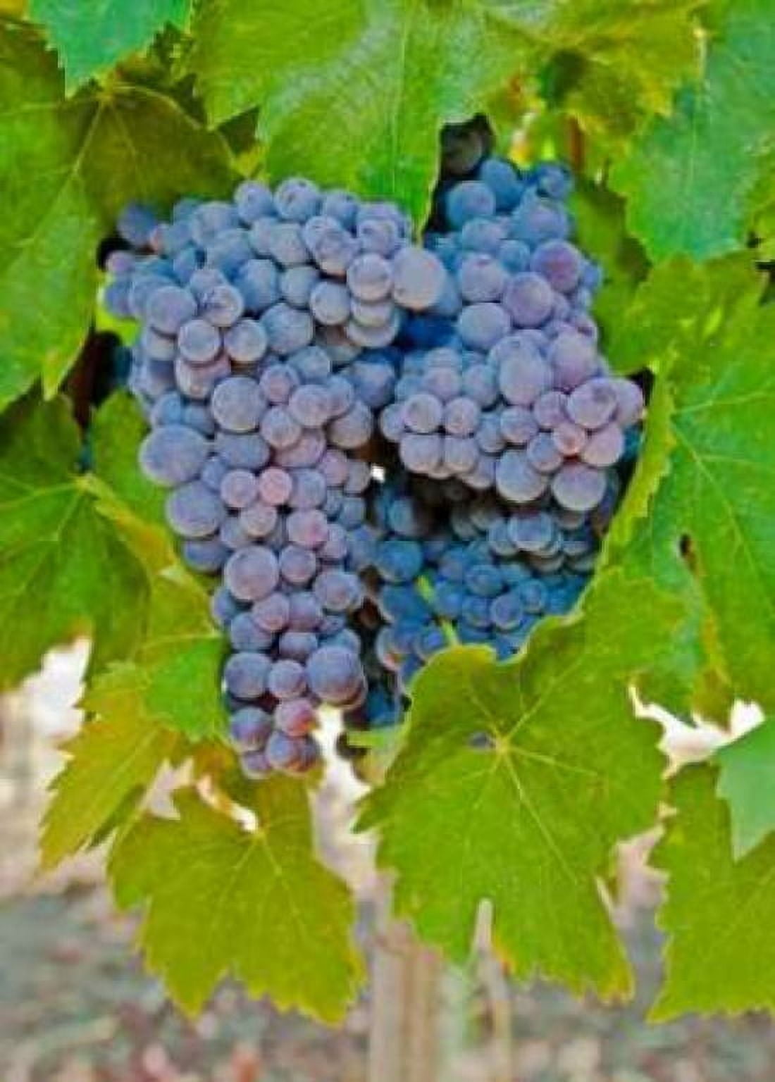 Cougar Winery Grapes I Canvas Art - Lee Peterson (20 x 28)