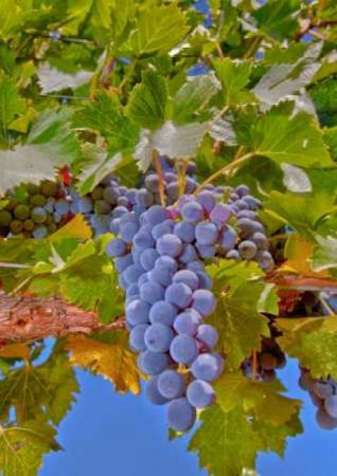 Cougar Winery Grapes II Canvas Art - Lee Peterson (20 x 28)