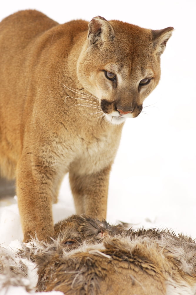 Cougar With Fallen Prey Canvas Art - Richard Wear Design Pics (11 x 17)