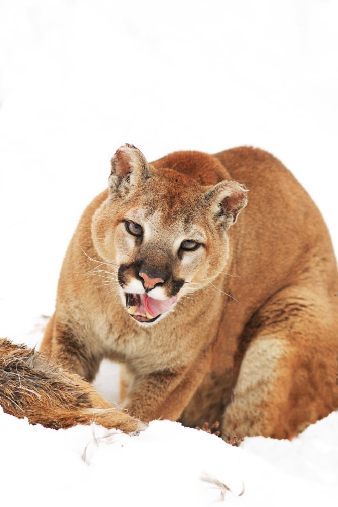 Cougar With Prey Canvas Art - Richard Wear Design Pics (11 x 17)