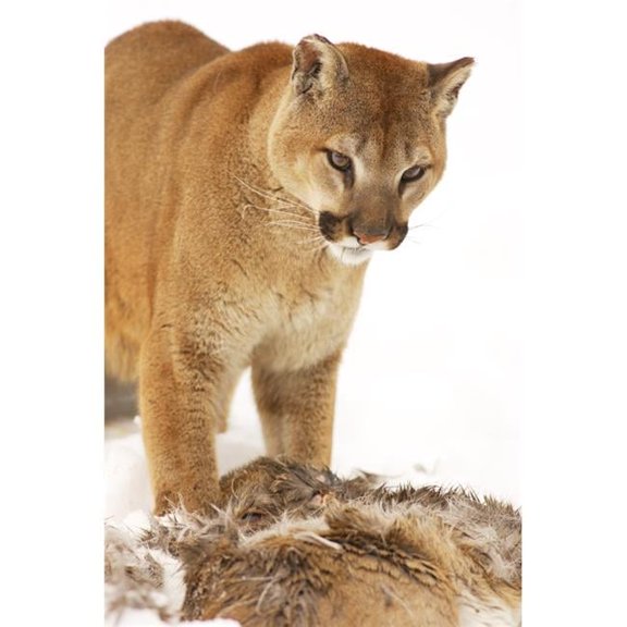 Cougar with Fallen Prey Poster Print by Richard Wear - 11 x 17