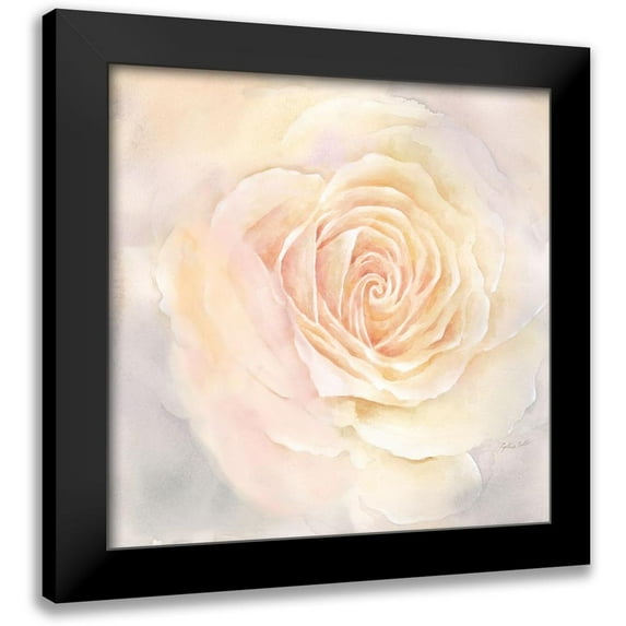 Coulter, Cynthia 20x20 Black Modern Framed Museum Art Print Titled - Blush Rose Closeup III