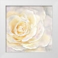 thumbnail image 1 of Coulter, Cynthia 26x26 White Modern Wood Framed Museum Art Print Titled - Watercolor Rose Closeup II, 1 of 4