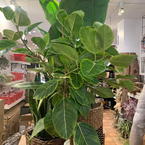 RedCrocus Council Fig Assorted-Tropical Indoor Plant 10" Pot