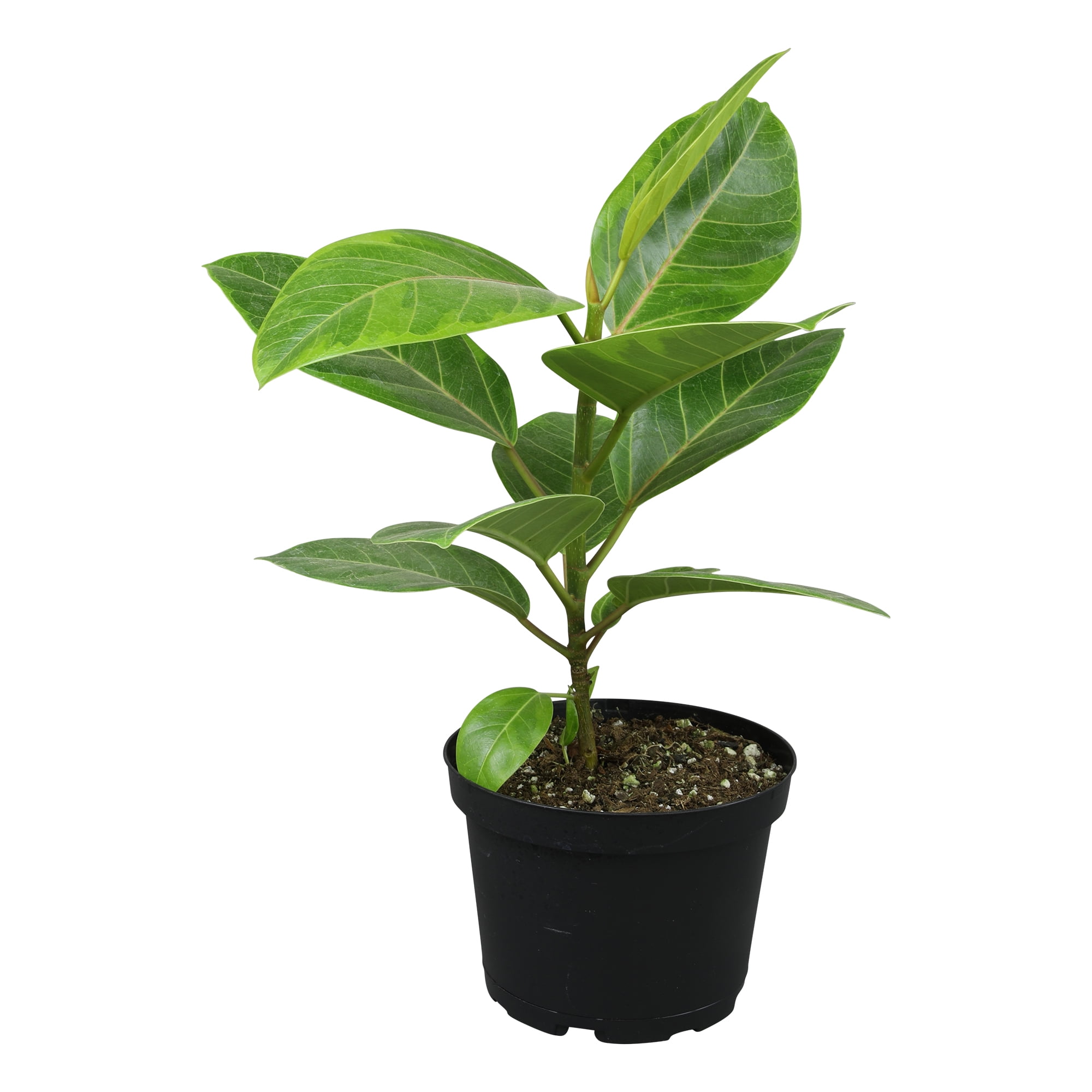 Ficus Altissima 6ft Indoor Plant in Black Plastic Pot