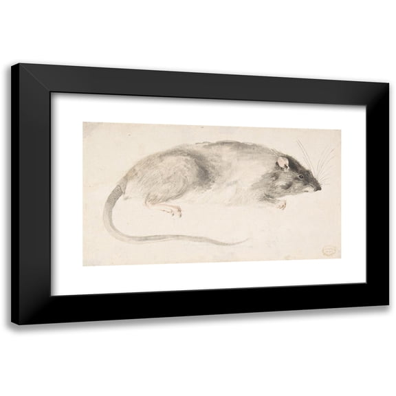 Count Giorgio Durante 14x10 Black Modern Framed Museum Art Print Titled - A Rat Seen in Profile (1685-1755)