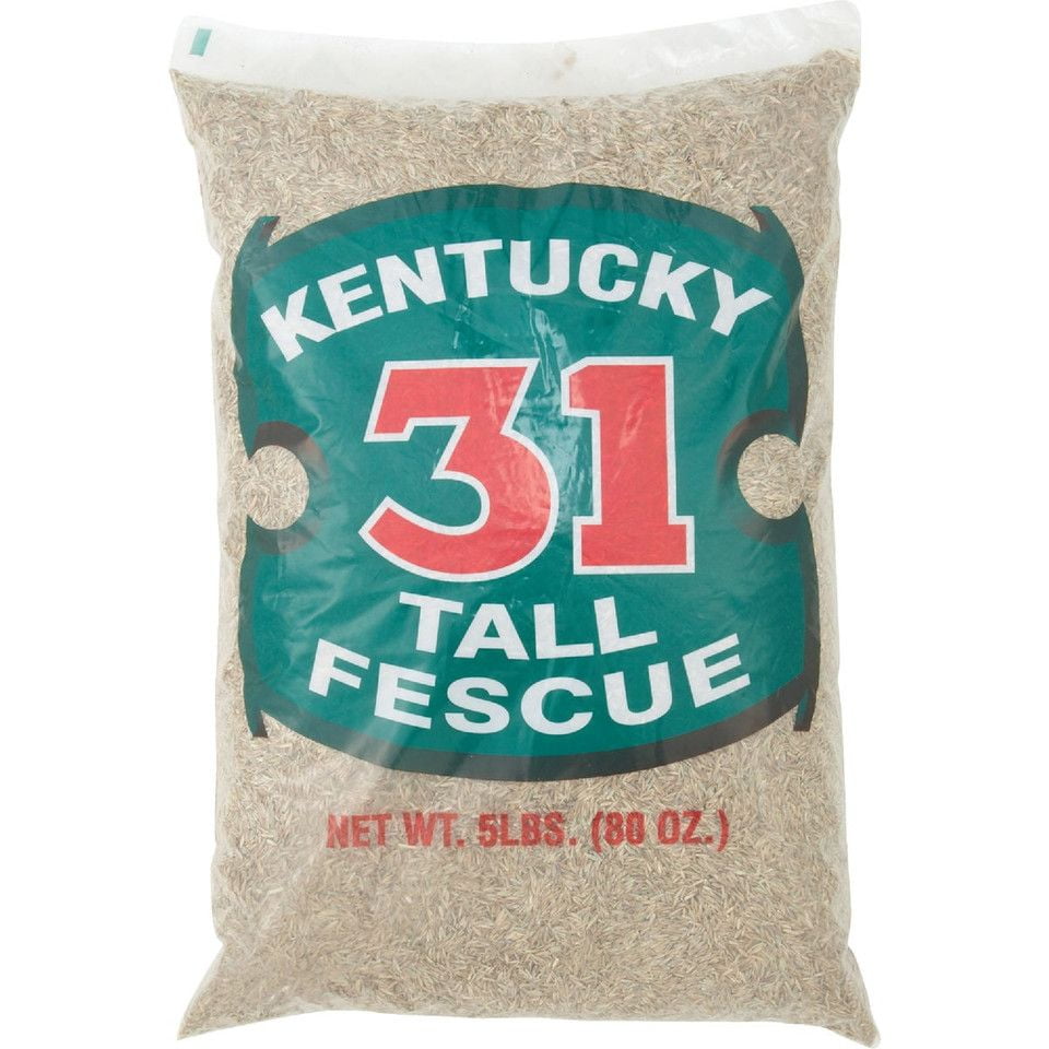 Country Boy Seed  5 lbs Ky 31 Tall Fescue Grass Seed