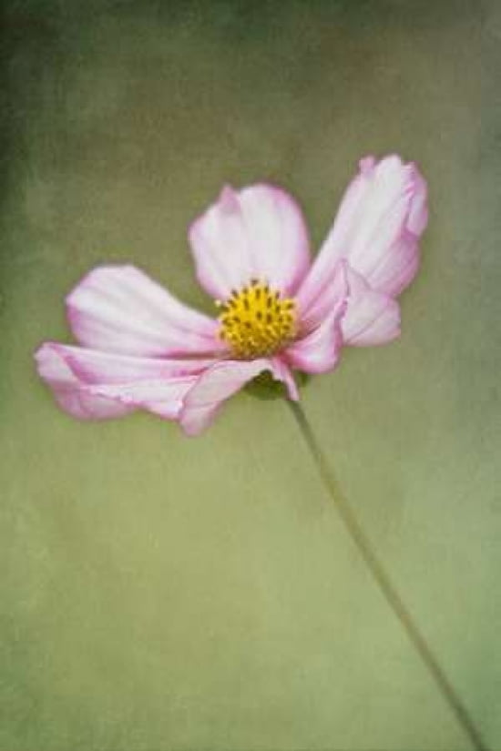 Country Cosmo Canvas Art - Roberta Murray (20 x 28)