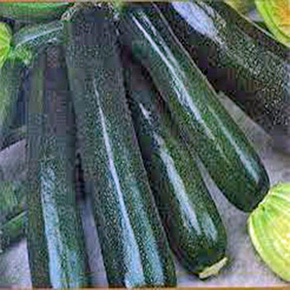 Country Creek Acres 100 Black Beauty Zucchini Plant Seeds, GMO Free
