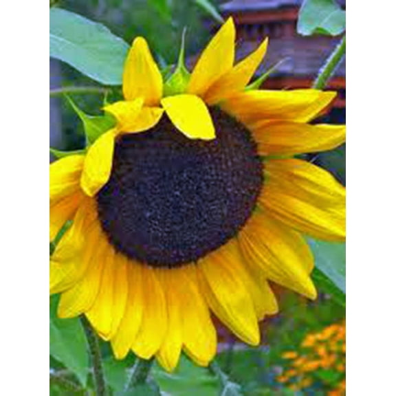 Country Creek Acres 100 Sunflower Seeds, Easy to Plant Robust Blooms