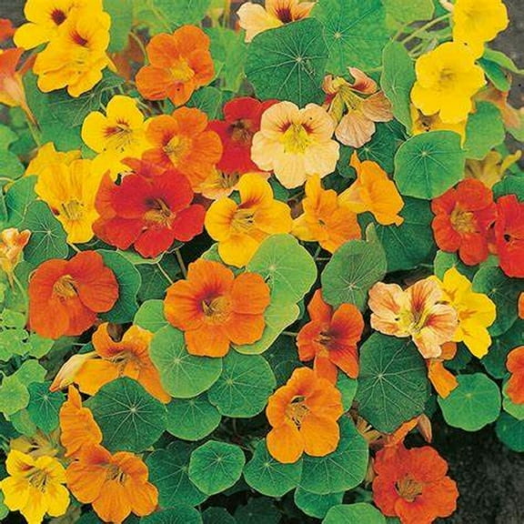 Country Creek Acres 100 Whirly Bird Mix Nasturtium Seeds