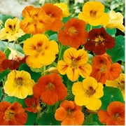 Country Creek Acres Dwarf Jewel Mix 100 Nasturtium Flower Seeds, Beautiful Jewel Toned Blooms