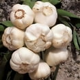 thumbnail image 1 of Country Creek Acres Garlic Bulb Fresh California Softneck Garlic Plant (7 Count), Non-GMO Heirloom Easy to Grow, 1 of 1