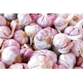 thumbnail image 1 of Country Creek Acres Garlic Plant Bulbs (2 Lb Count), Fresh Siberian, 1 of 6