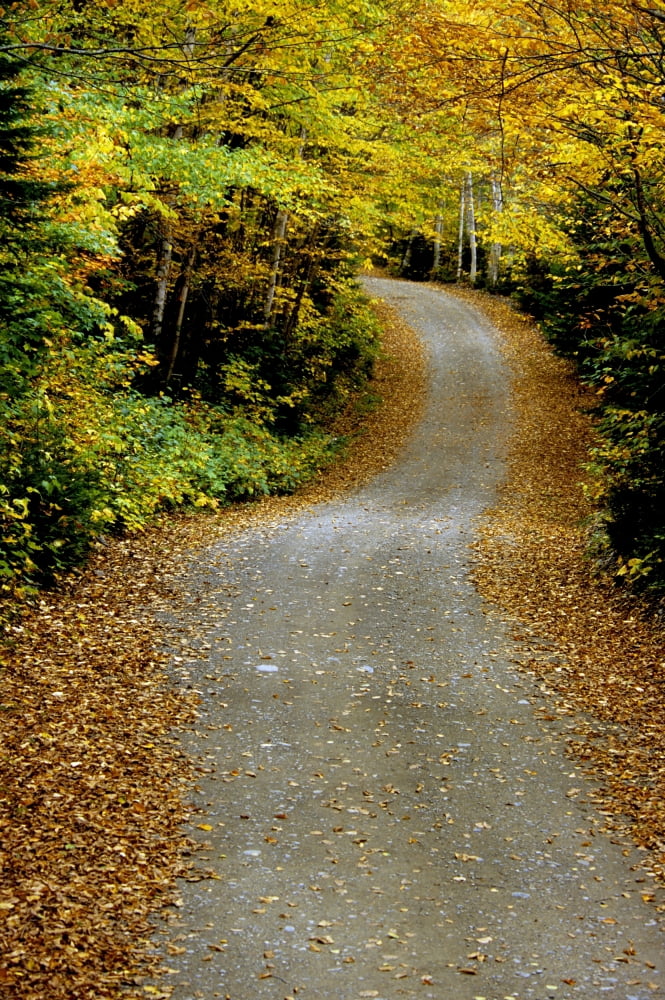 Country Road Mount Carleton Provincial Park New Brunswick Canvas Art - Ron Watts Design Pics (22 x 34)