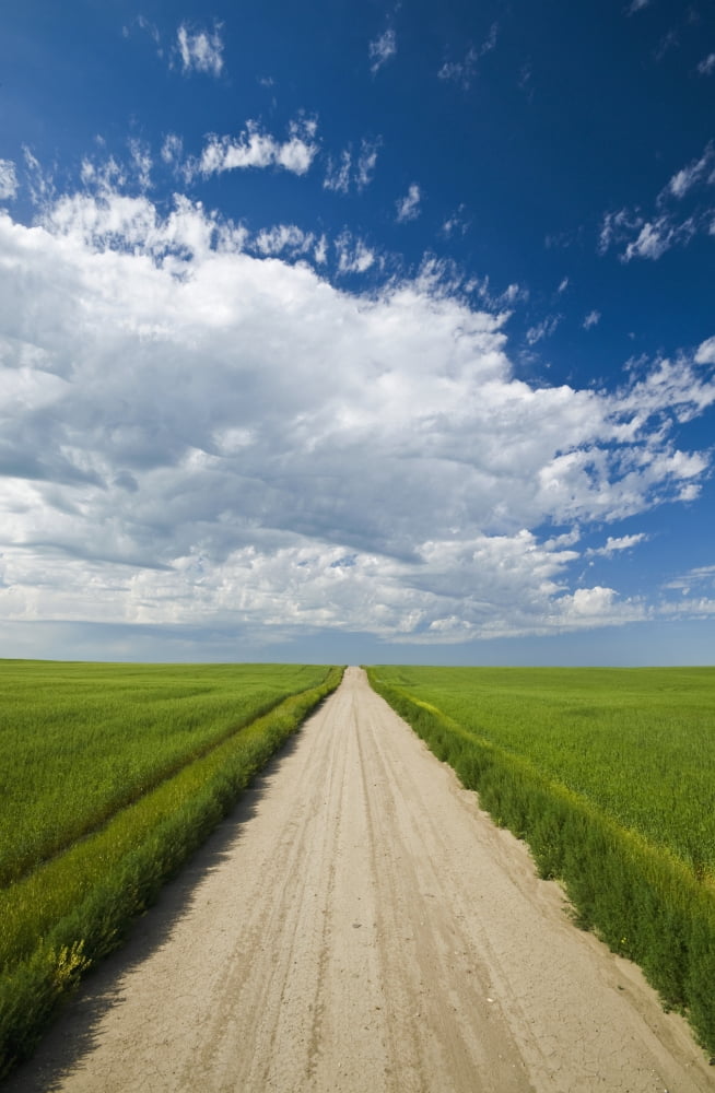 Country Road Through Grain Fields Ponteix Saskatchewan Canada Canvas Art - Dave Reede Design Pics (24 x 36)