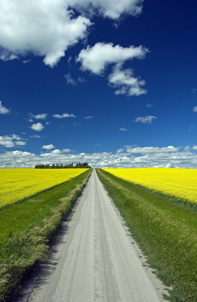 Country Road With Blooming Canola Fields On Both Sides Tiger Hills Manitoba Canvas Art - Dave Reede Design Pics (11 x 18)