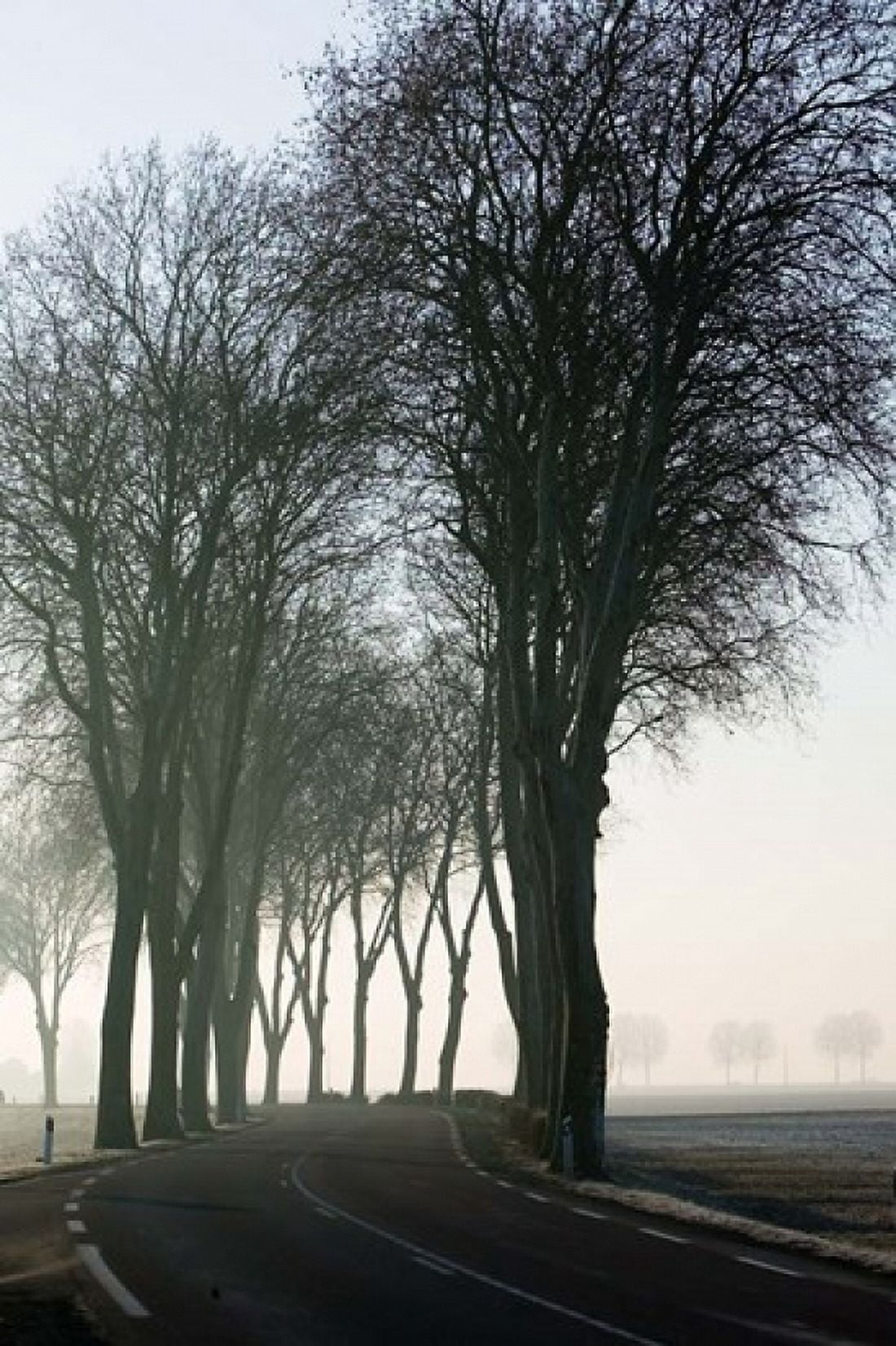 Country Road in Morning Mist Canvas Art - Walter Bibikow DanitaDelimont (18 x 26)