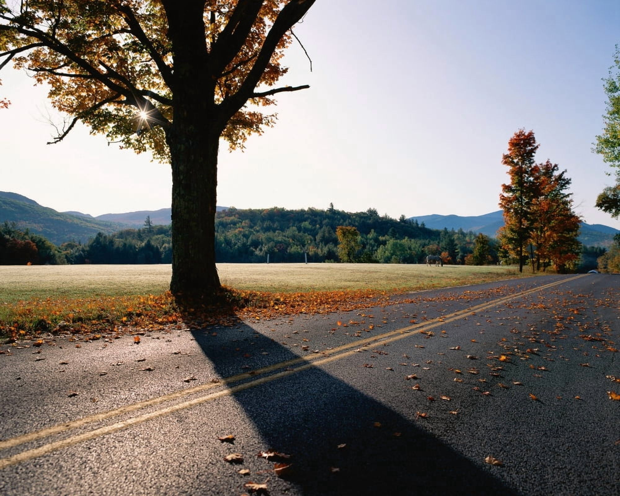 Country highway with fall trees Canvas Art - Panoramic Images (22 x 28)
