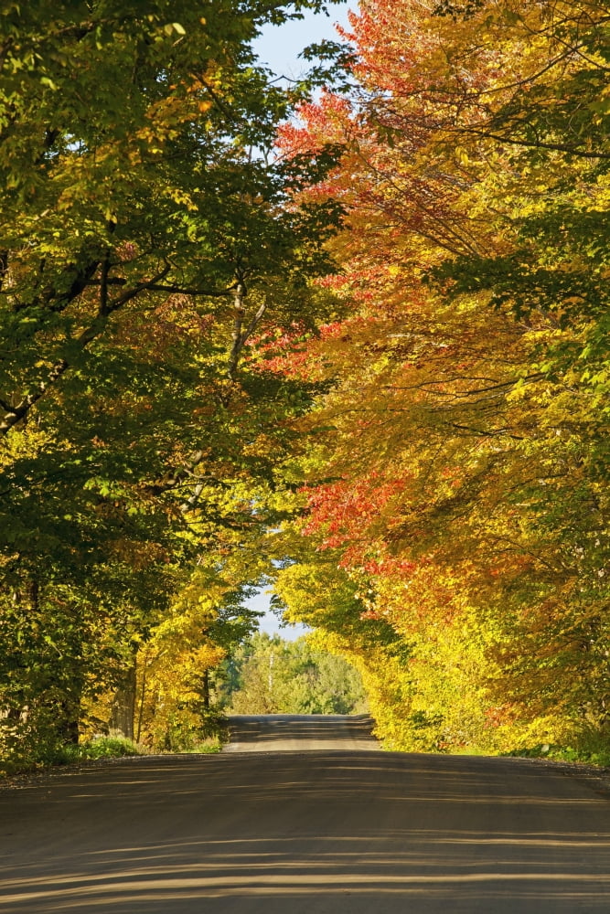 Country road in autumn West Bolton Quebec Canada Canvas Art - David Chapman Design Pics (24 x 38)