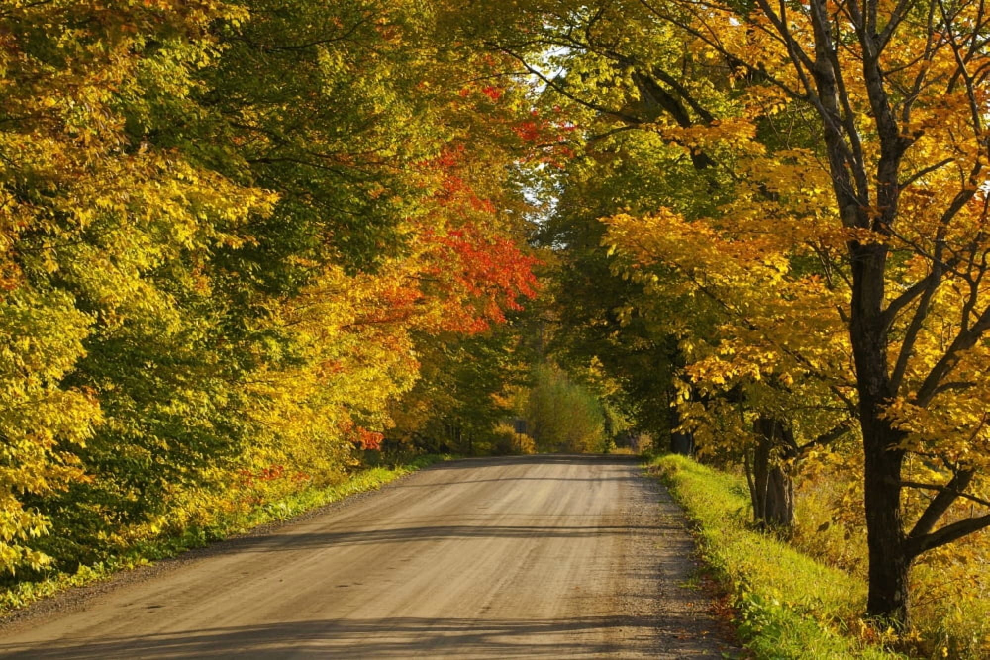 Country road in autumn West Bolton Quebec Canada Canvas Art - David Chapman Design Pics (38 x 24)