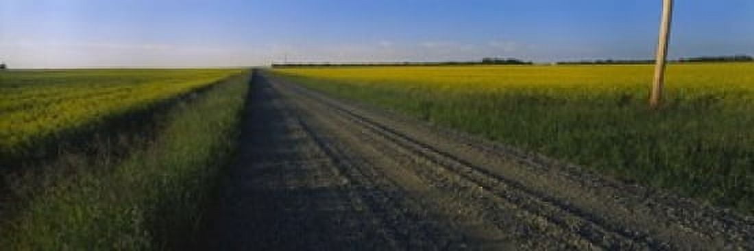 Country road passing through a field Millet Alberta Canada Canvas Art - Panoramic Images (18 x 6)