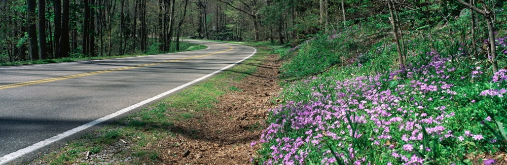 Country road through Great Smokey National Park Tennessee Canvas Art - Panoramic Images (27 x 9)
