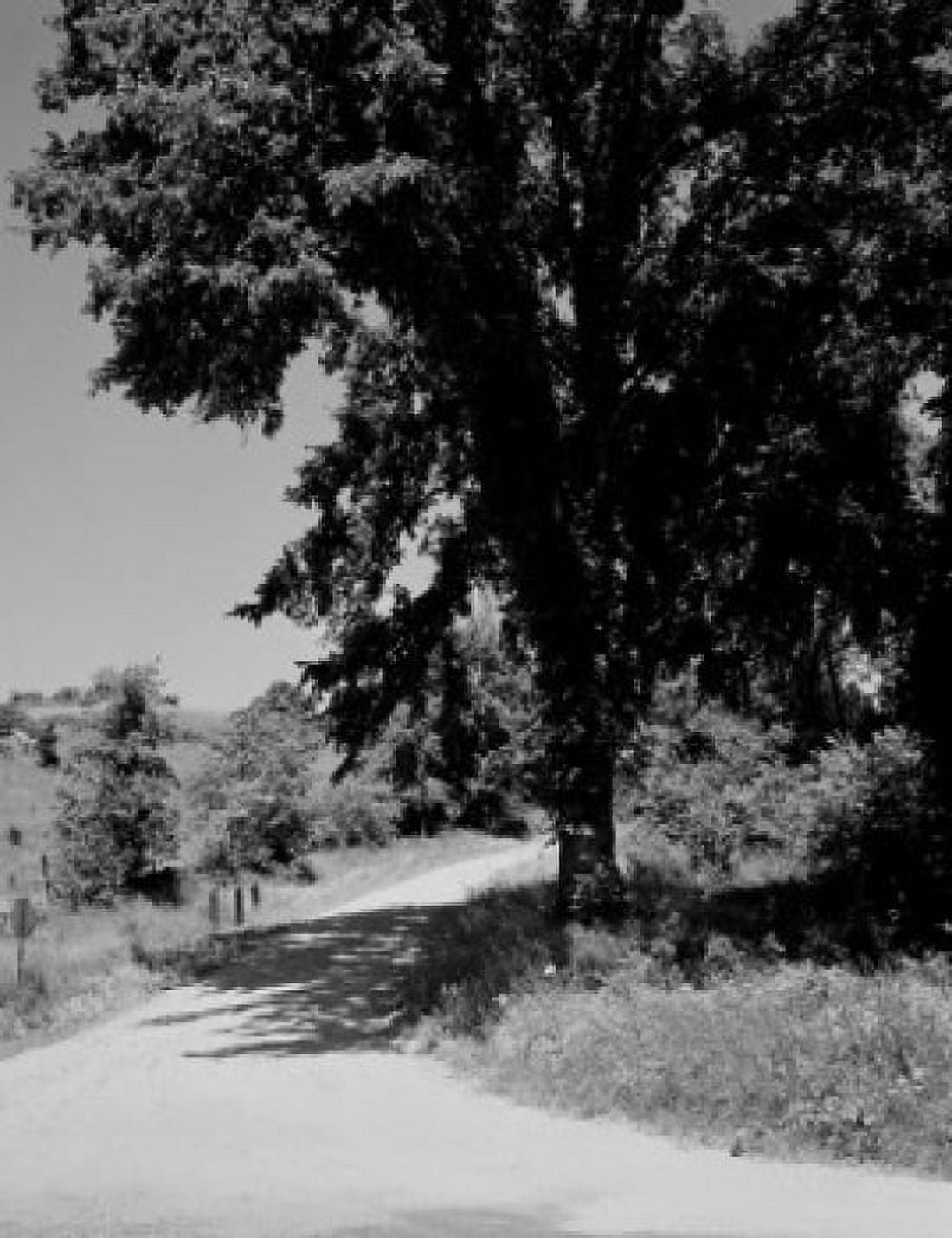 Country road with trees beside Canvas Art - (24 x 36)
