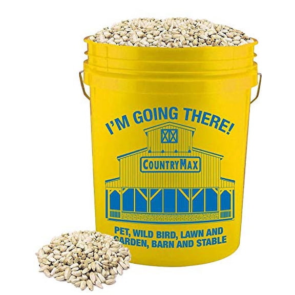CountryMax Backyard Seeds Safflower Bird Seed for Cardinals (20 Pound Bucket)