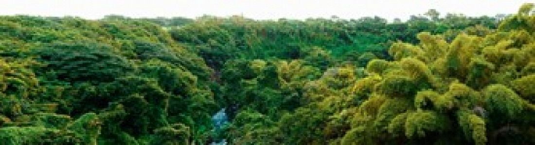 Countryside Mauritius Island Mauritius Canvas Art - Panoramic Images (42 x 12)