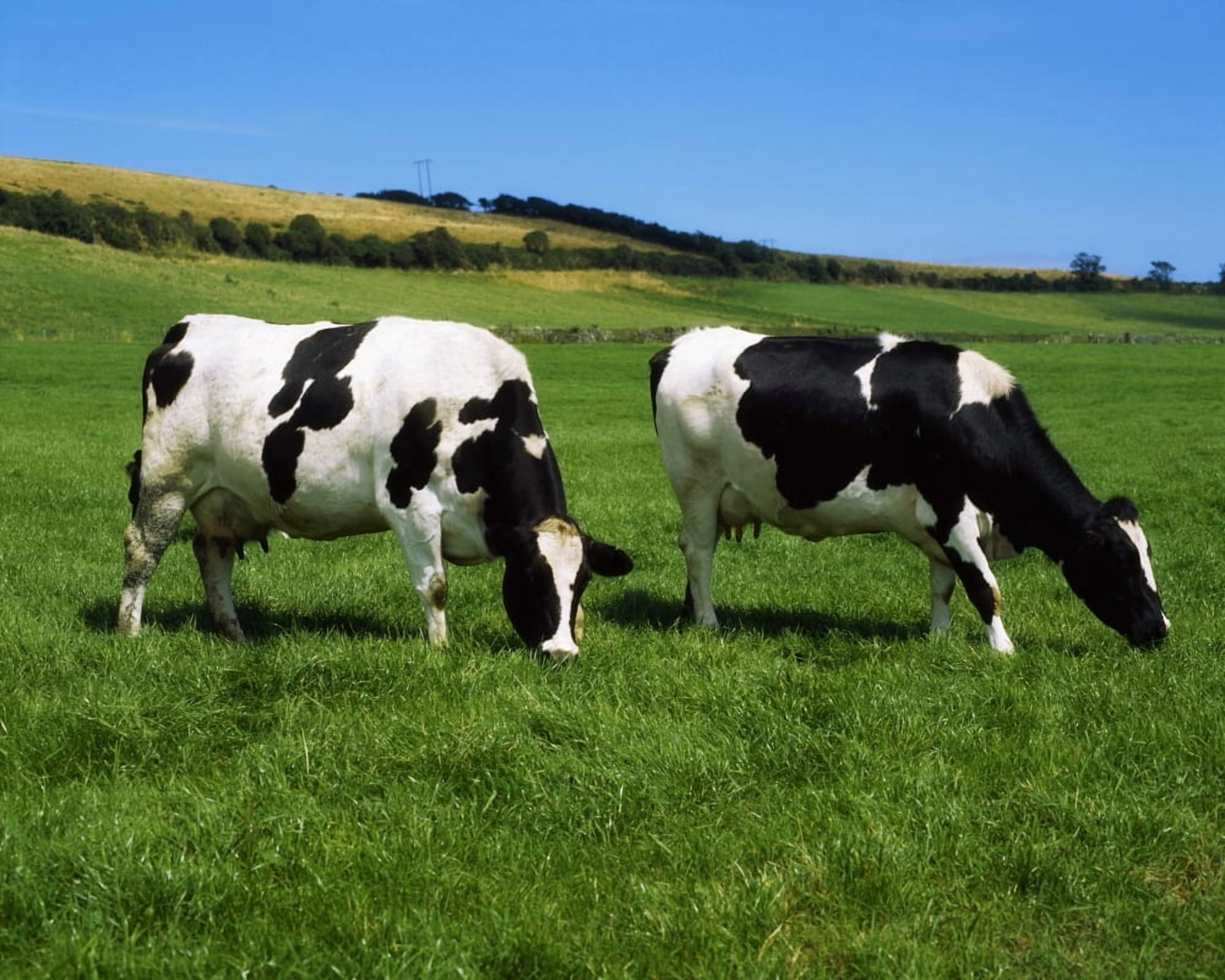 County Cork Ireland Dairy Cattle Canvas Art - The Irish Image Collection Design Pics (17 x 13)