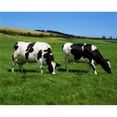 thumbnail image 1 of County Cork Ireland Dairy Cattle Poster Print by The Irish Image Collection, 34 x 26 - Large, 1 of 1