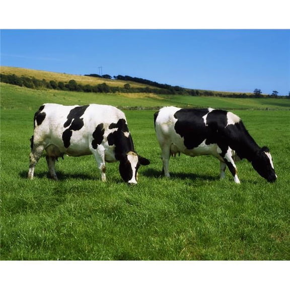 County Cork Ireland Dairy Cattle Poster Print by The Irish Image Collection, 34 x 26 - Large